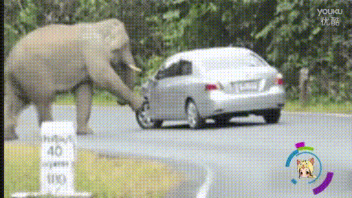 大象 汽车 脚踩 你下来