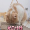 大杂烩 搞笑 逗 沙雕 魔性