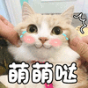 猫 萌宠 喵星人 猫咪 萌萌哒 卖萌 soogif soogif出品