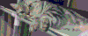 喵星人 萌宠 猫咪 猫