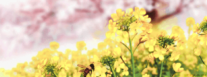 蜜蜂 黄花 卡通 翅膀