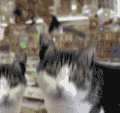 喵星人 猫 宠物 可爱 萌 跳舞 听音乐