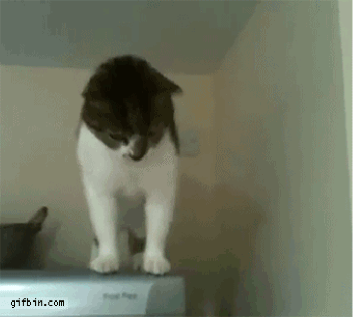 猫咪 冰箱 逆天 魔性