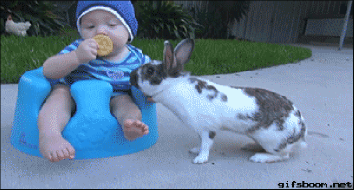 兔子 动物 抢走 可爱