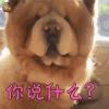 萌宠 你说什么 熊 soogif soogif出品