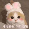 萌宠 猫星人 可可爱爱 没有脑袋 呆萌 可爱