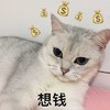 萌宠 猫星人 想钱 发财 呆萌 可爱