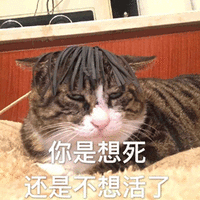 你是想死 还是 不想活了 生气 猫