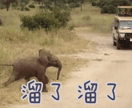 溜了 大象 动物