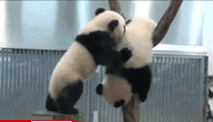 大熊猫 对手 掉下去了 猪一样的队友