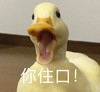 萌宠 鸭子 你住口 别说了 呆萌 可爱