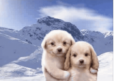 狗狗 欢乐 雪山 拥抱