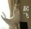 萌宠 喵星人 起飞 飞起来了 搞怪 逗