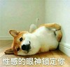 萌宠 汪星人 性感的眼神锁定你 看着我的眼睛 可爱 呆萌