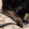 喵星人 萌宠 可爱 猫咪