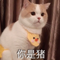 萌宠 猫星人 你是猪 嫌弃 呆萌 可爱