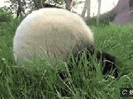 翻滚 停不下来 玩耍 小熊猫 打滚 爱玩 可爱