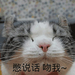 猫咪 喵星人 憋说话吻我 可爱 搞笑