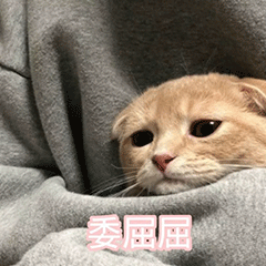 委屈 猫咪 可爱 萌宠