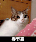 猫咪 大眼睛 摸摸头 春节霾