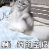 萌宠 猫 猫咪 吃鸡 空投 soogif soogif出品