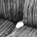 猫咪 沙发 躲迷藏 可爱