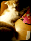 喵星人 gif