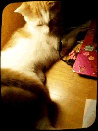 喵星人 gif