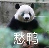 萌宠 熊猫 愁啊 无奈 搞怪 呆萌