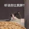 萌宠 猫星人 听说你别我胖 惊讶 呆萌 可爱