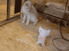 猫咪 玩耍 打 害怕