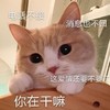 萌宠 猫星人 你在干嘛 害羞 开心