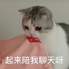 萌宠 喵星人 别睡了 起来陪我聊天呀 呆萌 可爱