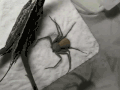 搞笑 逗比 蜘蛛 动物 可爱 二货