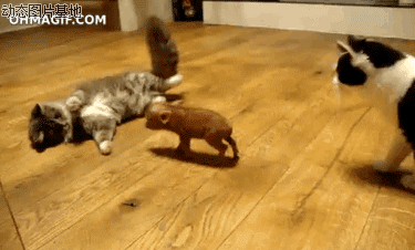 动物 猫猫 小香猪 玩耍 和谐 有趣