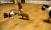 动物 猫猫 小香猪 玩耍 和谐 有趣