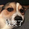 萌宠 汪星人 我哭了 难受 呆萌 可爱