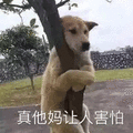 害怕 狗