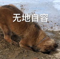 萌宠 汪星人 无地自容 没脸见人 呆萌 可爱