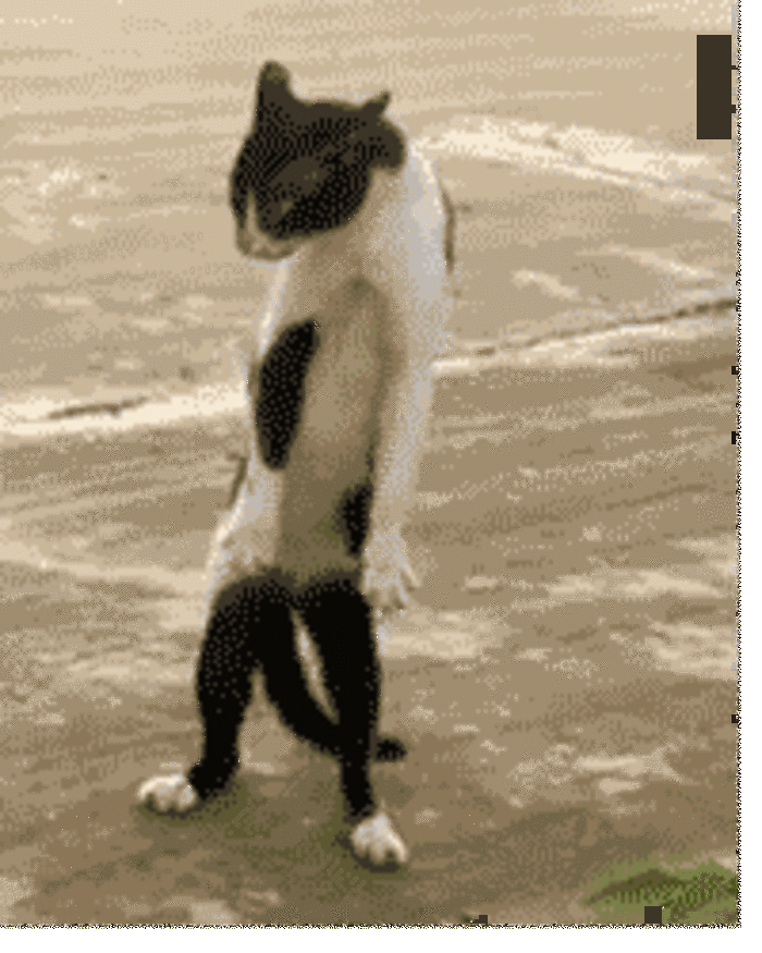 猫咪 舞蹈 探戈 跳舞