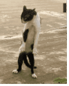 猫咪 舞蹈 探戈 跳舞