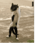 猫咪 舞蹈 探戈 跳舞