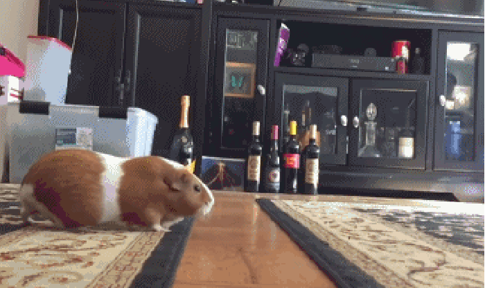 老鼠 地毯 酒瓶 跳跃