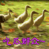 萌宠 狗 鸭子 吃瓜群众 soogif soogif出品
