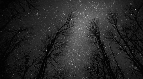 星星 stars nature 斗转星移 树影