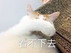 萌宠 猫星人 看不下去 无奈 呆萌 可爱