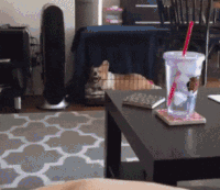 汪星人 亮点 搞笑 狗狗 二哈 萌宠