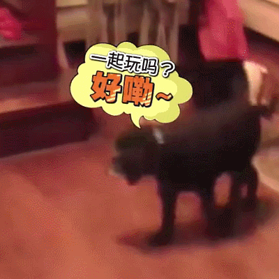 汪星人 狗狗 可愛 萌寵 狗