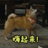 可爱 萌宠 向往的生活 综艺 动态图