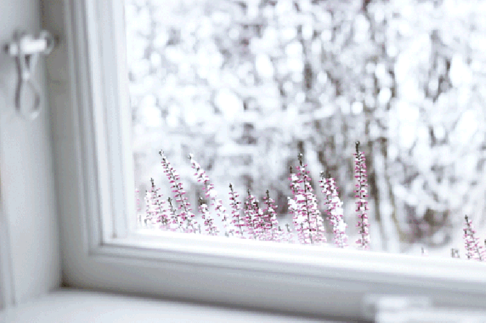 窗户 玻璃 雪花 植物